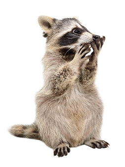 oops-raccoon